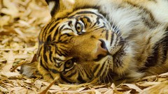 Animals Tigers lying down fallen leaves