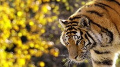 Animals Tigers Mammals