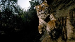 Animals Tigers national geographic