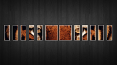 Animals Tigers panels