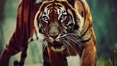 Animals Tigers photo shoot