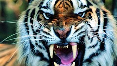 Animals Tigers roar