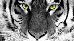 Animals Tigers selective coloring