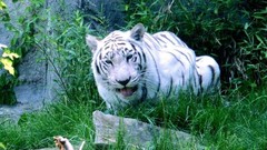 Animals Tigers Siberian tiger feline
