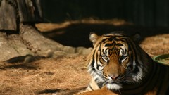 Animals Tigers Siberian tigers