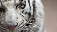 Animals Tigers Siberian tigers