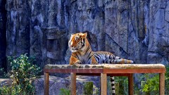 Animals Tigers Siberian tigers