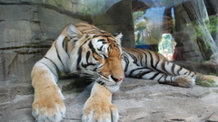 Animals Tigers sleeping