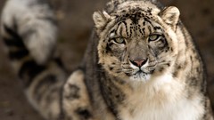 Animals Tigers snow leopards