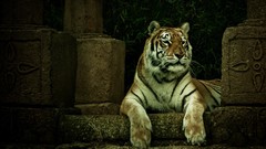 Animals Tigers stone buildings stone sculpture