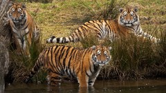 Animals Tigers stripes