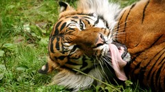 Animals Tigers tongue