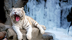 Animals Tigers tongue yawns
