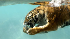 Animals Tigers underwater