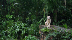Animals Tigers white tiger