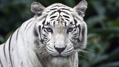 Animals Tigers white tiger