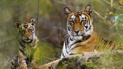 Animals Tigers wild animals