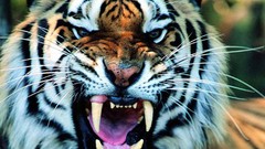 Animals Tigers wild animals