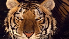 Animals Tigers wild animals