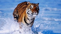 Animals Tigers wild animals