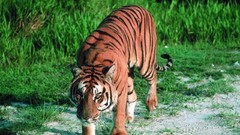 Animals Tigers wild animals