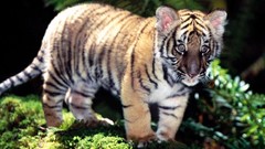 Animals Tigers wild animals