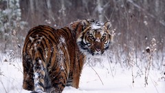 Animals Tigers wild animals