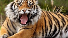 Animals Tigers wild animals
