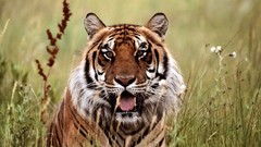 Animals Tigers wild animals