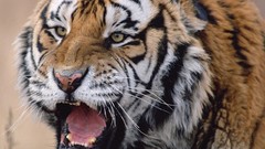 Animals Tigers wild animals