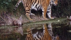 Animals Tigers wild animals