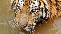 Animals Tigers wildlife