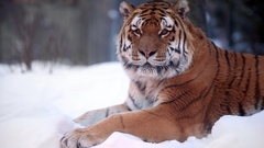 Animals Tigers wildlife