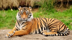 Animals Tigers wildlife