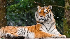 Animals Tigers wildlife