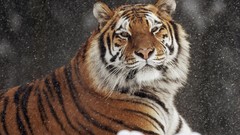 Animals Tigers wildlife