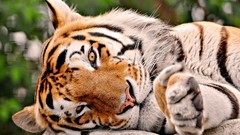 Animals Tigers wildlife