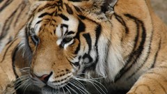 Animals Tigers wildlife