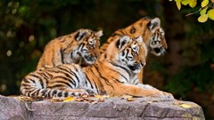 Animals Tigers wildlife