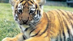 Animals Tigers wildlife cubs