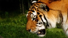 Animals Tigers wildlife feline