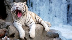 Animals Tigers yawns