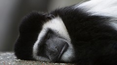 Animals time sleeping monkeys