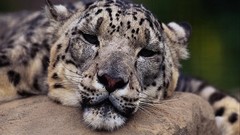 Animals tired Leopards