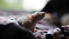 Animals tired pets Rats