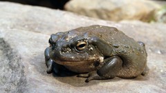 Animals Toads amphibians