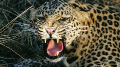 Animals tongue angry Leopards