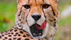 Animals tongue cheetahs open mouth