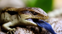 Animals tongue Reptiles skink