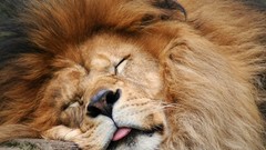 Animals tongue sleeping Lions